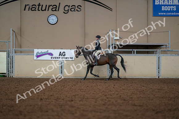 2019 Morgan Horse Show - Aug 30, 2019 - 23237