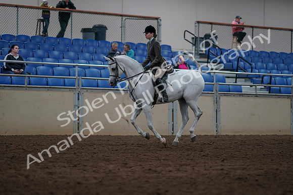 2019 Morgan Horse Show - Sept 01, 2019 - 08701