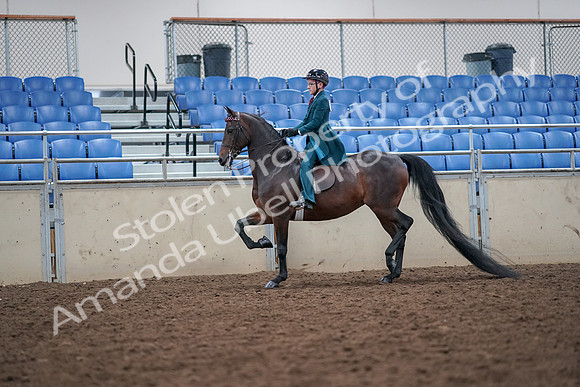 2019 Morgan Horse Show - Aug 30, 2019 - 17900