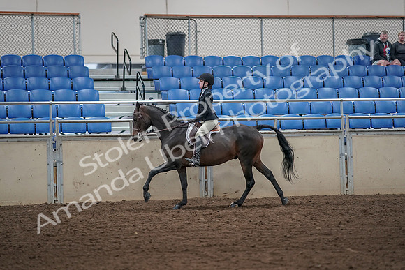 2019 Morgan Horse Show - Aug 31, 2019 - 05094