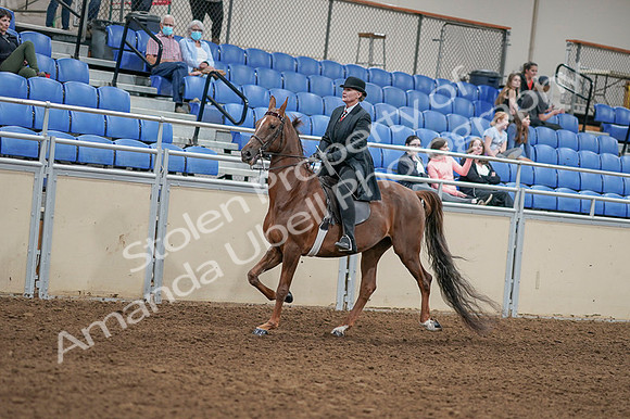 2020 - AB Morgan Horse - Fri, Sept 04 - 08029