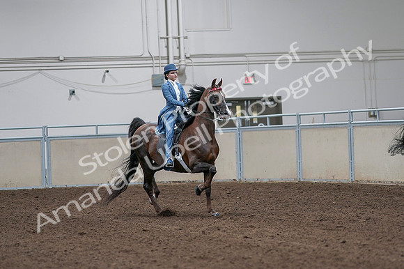 2020 - AB Morgan Horse - Fri, Sept 04 - 05029