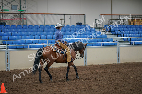 2020 - AB Morgan Horse - Fri, Sept 04 - 00292