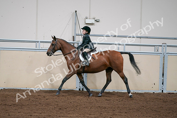 2020 - AB Morgan Horse - Fri, Sept 04 - 02064