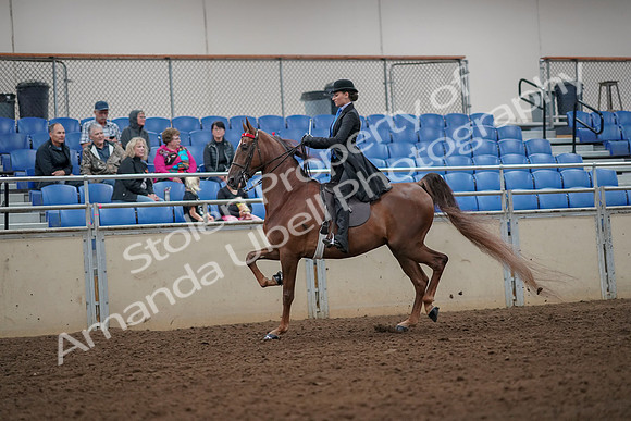 2019 Morgan Horse Show - Aug 30, 2019 - 24967