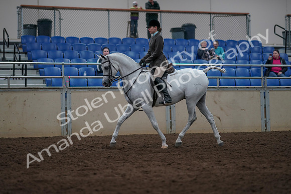 2019 Morgan Horse Show - Sept 01, 2019 - 08561