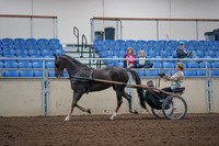 2019 Morgan Horse Show - Aug 31, 2019 - 10266