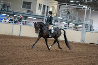 2020 - AB Morgan Horse - Fri, Sept 04 - 05799
