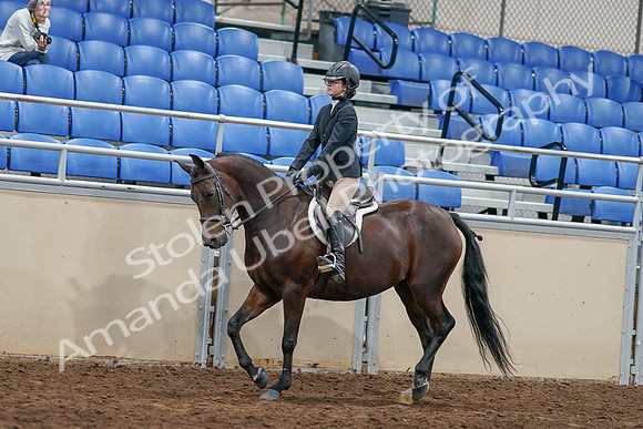 2020 - AB Morgan Horse - Sat, Sept 05 - 14404