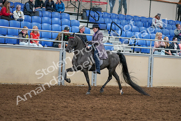 2020 - AB Morgan Horse - Sat, Sept 05 - 13743