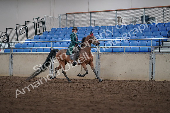 2019 Morgan Horse Show - Sept 01, 2019 - 13342