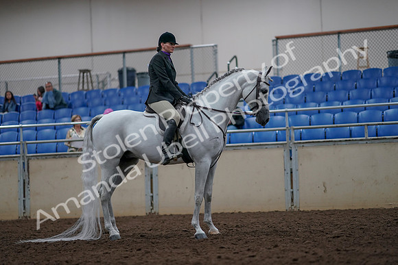 2019 Morgan Horse Show - Aug 31, 2019 - 16069
