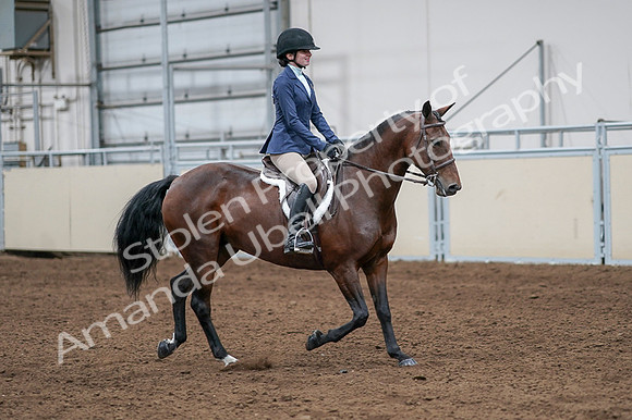 2020 - AB Morgan Horse - Fri, Sept 04 - 05977