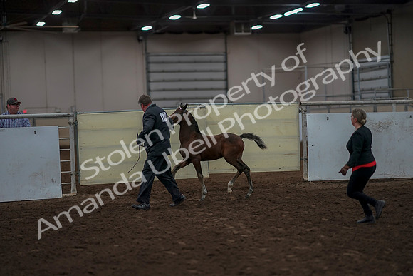 2019 Morgan Horse Show - Aug 31, 2019 - 00409
