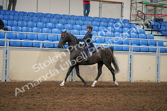 2020 - AB Morgan Horse - Fri, Sept 04 - 02979