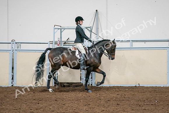 2020 - AB Morgan Horse - Sat, Sept 05 - 14575