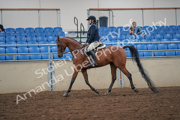 2019 Morgan Horse Show - Aug 30, 2019 - 16253