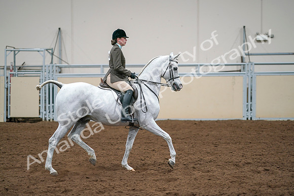 2020 - AB Morgan Horse - Sat, Sept 05 - 14544