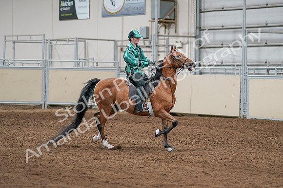 2020 - AB Morgan Horse - Fri, Sept 04 - 08682