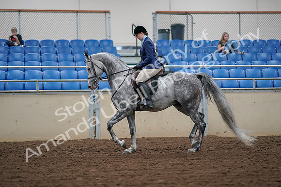 2019 Morgan Horse Show - Aug 30, 2019 - 16055