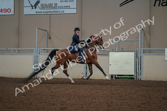 2019 Morgan Horse Show - Aug 30, 2019 - 25212