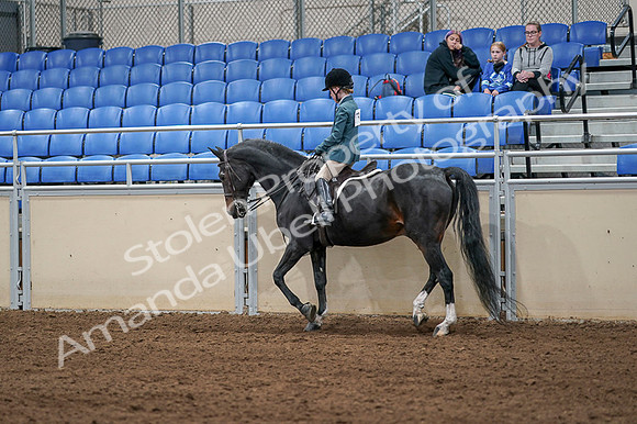 2020 - AB Morgan Horse - Fri, Sept 04 - 07738
