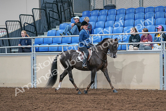 2020 - AB Morgan Horse - Sat, Sept 05 - 05081
