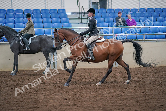 2019 Morgan Horse Show - Aug 30, 2019 - 20513