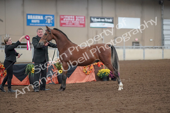 2019 Morgan Horse Show - Aug 30, 2019 - 25649