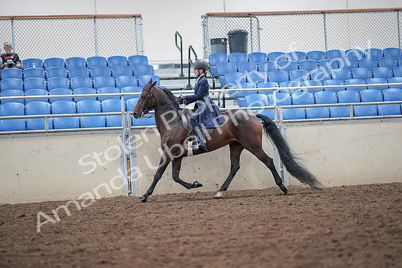 2019 Morgan Horse Show - Aug 30, 2019 - 17873