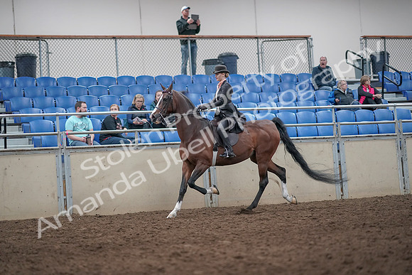 2019 Morgan Horse Show - Aug 31, 2019 - 08687