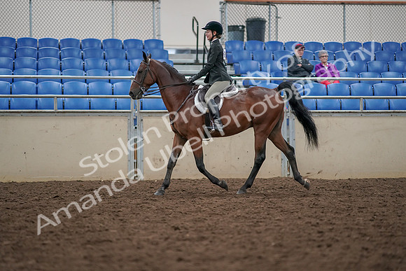 2019 Morgan Horse Show - Aug 30, 2019 - 20266
