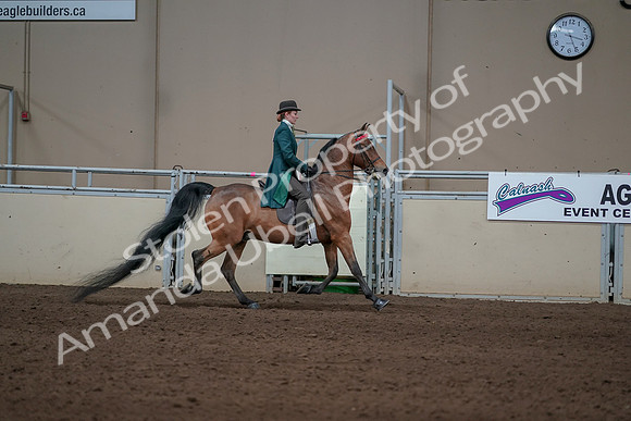 2019 Morgan Horse Show - Sept 01, 2019 - 13324