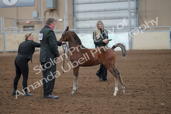 2019 Morgan Horse Show - Aug 30, 2019 - 24752