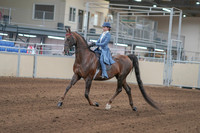 2020 - AB Morgan Horse - Sun, Sept 06 - 00012