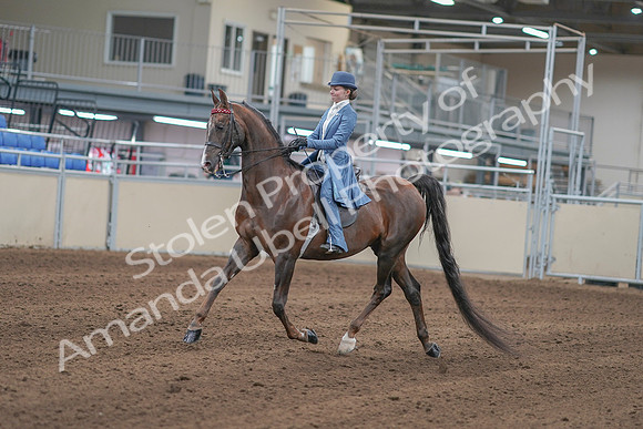 2020 - AB Morgan Horse - Sun, Sept 06 - 00012