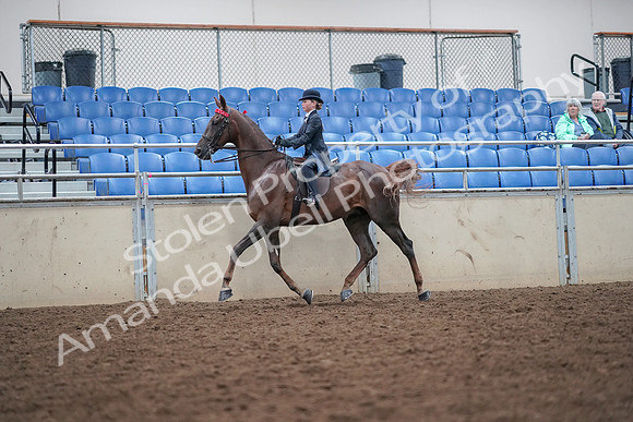 2019 Morgan Horse Show - Aug 30, 2019 - 17911