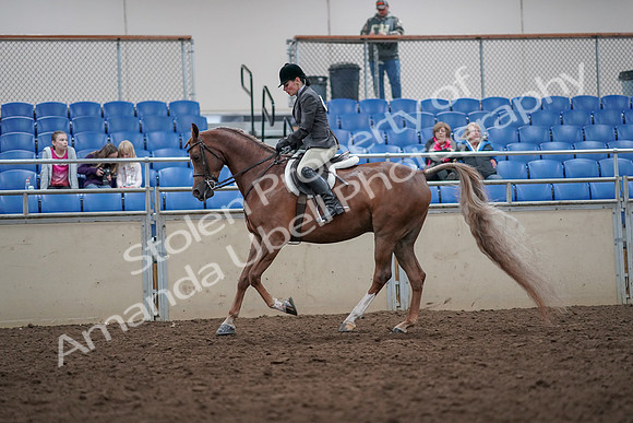 2019 Morgan Horse Show - Aug 31, 2019 - 16055