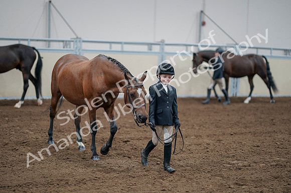 2020 - AB Morgan Horse - Fri, Sept 04 - 00832
