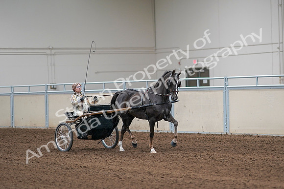 2020 - AB Morgan Horse - Sat, Sept 05 - 05919
