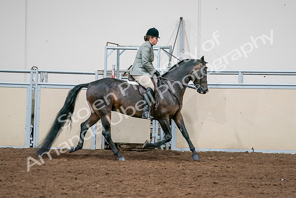 2020 - AB Morgan Horse - Sat, Sept 05 - 14509