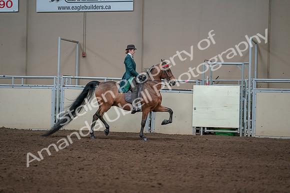2019 Morgan Horse Show - Sept 01, 2019 - 13315