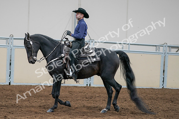 2020 - AB Morgan Horse - Sun, Sept 06 - 07660