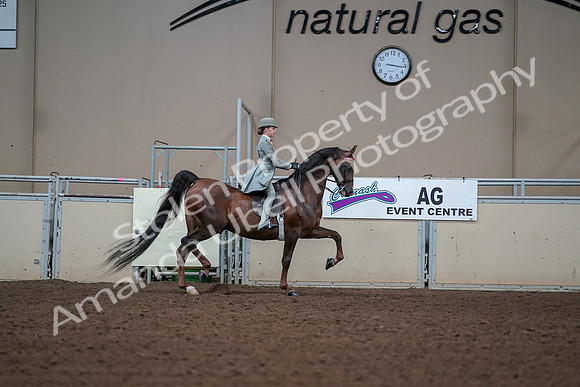 2019 Morgan Horse Show - Aug 30, 2019 - 17944