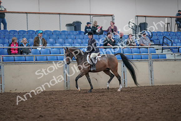 2019 Morgan Horse Show - Aug 31, 2019 - 15846