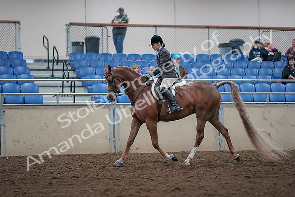 2019 Morgan Horse Show - Aug 31, 2019 - 15944