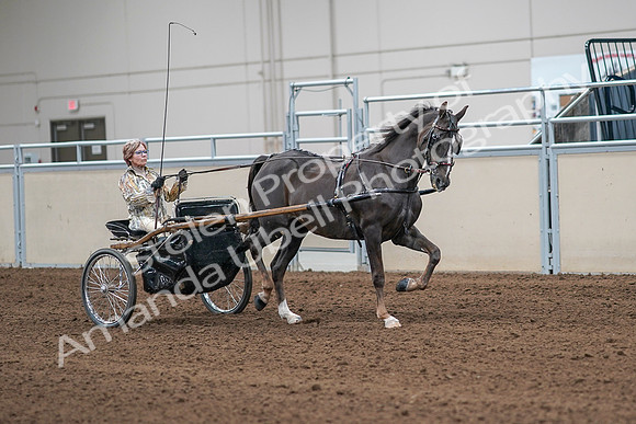 2020 - AB Morgan Horse - Sat, Sept 05 - 05928