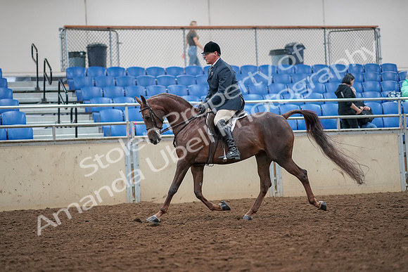 2019 Morgan Horse Show - Aug 30, 2019 - 17331