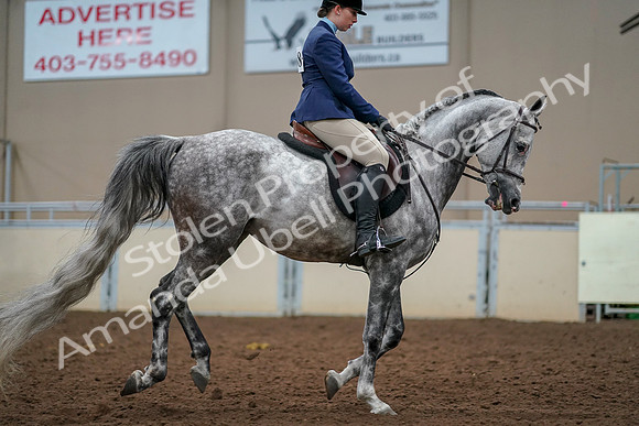 2019 Morgan Horse Show - Aug 30, 2019 - 22462