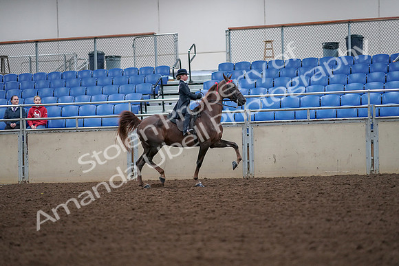2019 Morgan Horse Show - Aug 30, 2019 - 18048